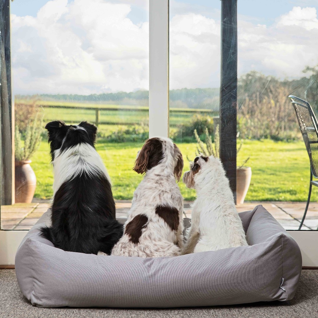 RuffTumbleCoats's tweet photo. Birdwatching with your bezzies in your Burnham Bolster Bed...🐦🐶
#ruffandtumble #dryingcoats #bestdryingcoats #dogdrying #dogwet #dogcold #colddogs #wetdogs #smellydogs https://t.co/nTkc5yPJLu