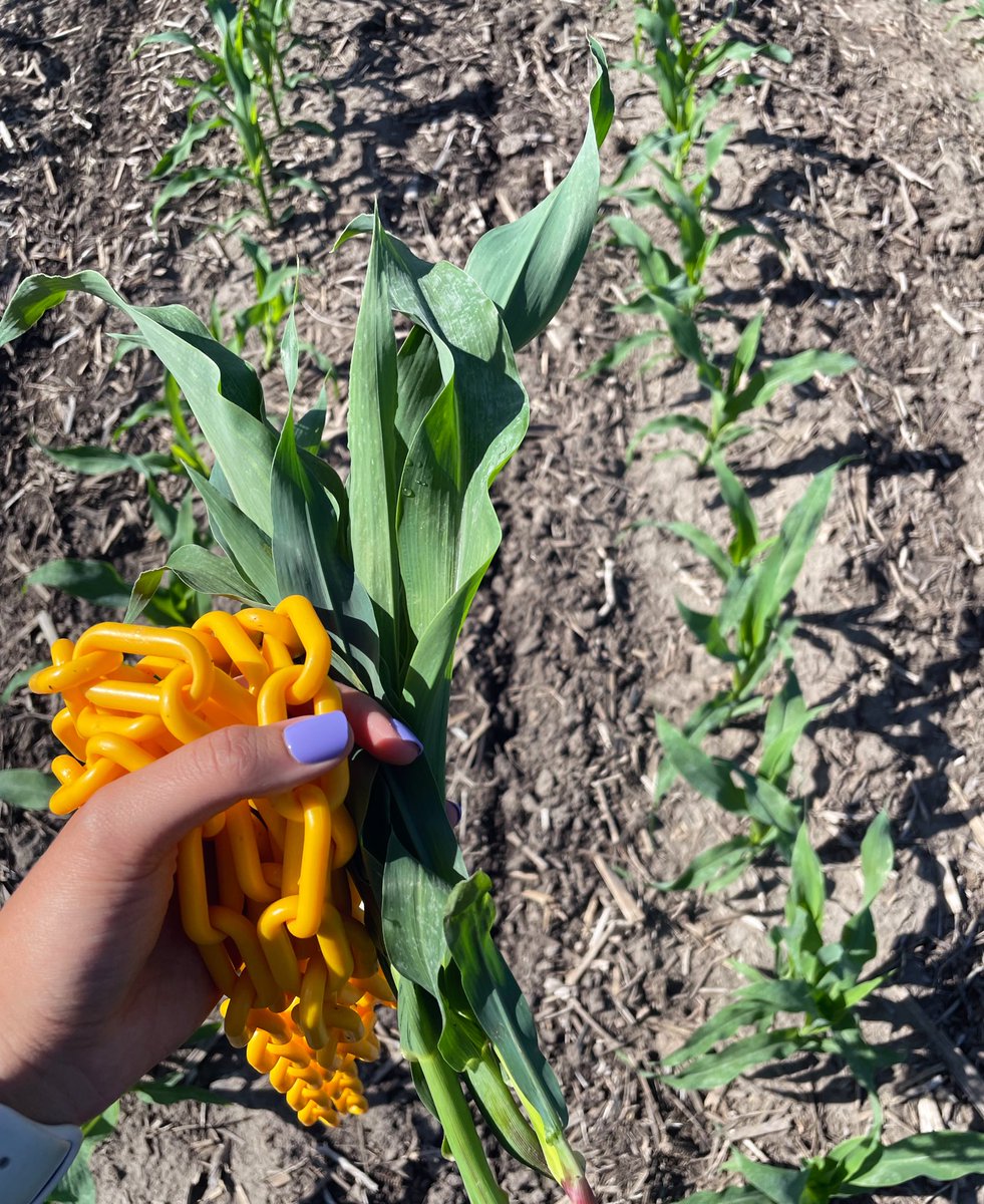 rvcinterns's tweet photo. Out today by Orion, IL doing stand counts and collecting corn tissue samples to use the NUTRiSCAN to test nutrition in the plant.

-SK
#NUTRiSCAN #RVCIntern https://t.co/EJJZZvtSyI