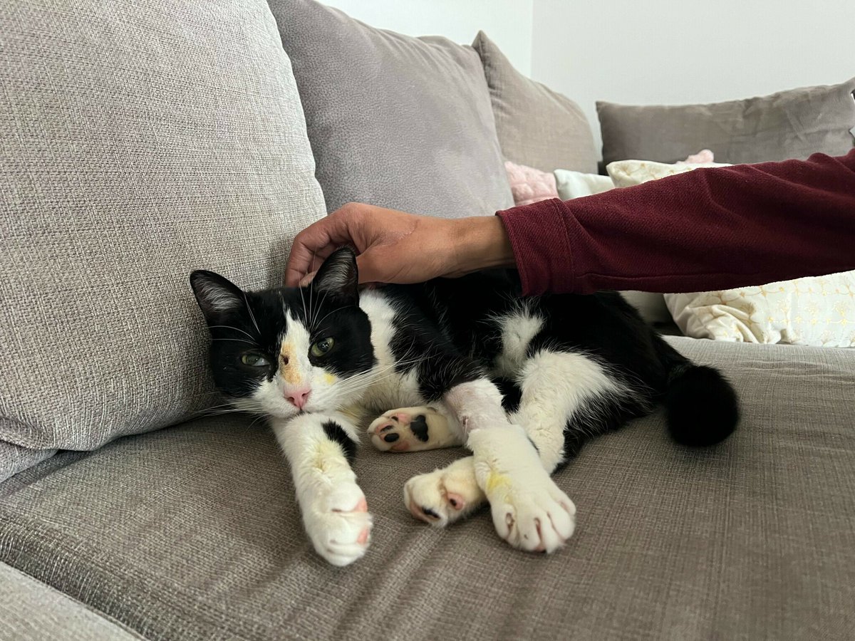 En Seine-et-Marne, un chat survit après avoir reçu un plomb de carabine en pleine tête : « C’est un miraculé »
➡️ l.leparisien.fr/0Fai