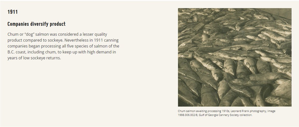 LanceStewardson's tweet photo. Website looking at the collapse of both salmon and the salmon canning industry in BC.  Of course well before salmon #aquaculture arrived.  #wildsalmon hatcheries and habitat restoration projects all needed and started well before most people think.  https://t.co/UEZ4o7xgXo https://t.co/n7aOJScVLs