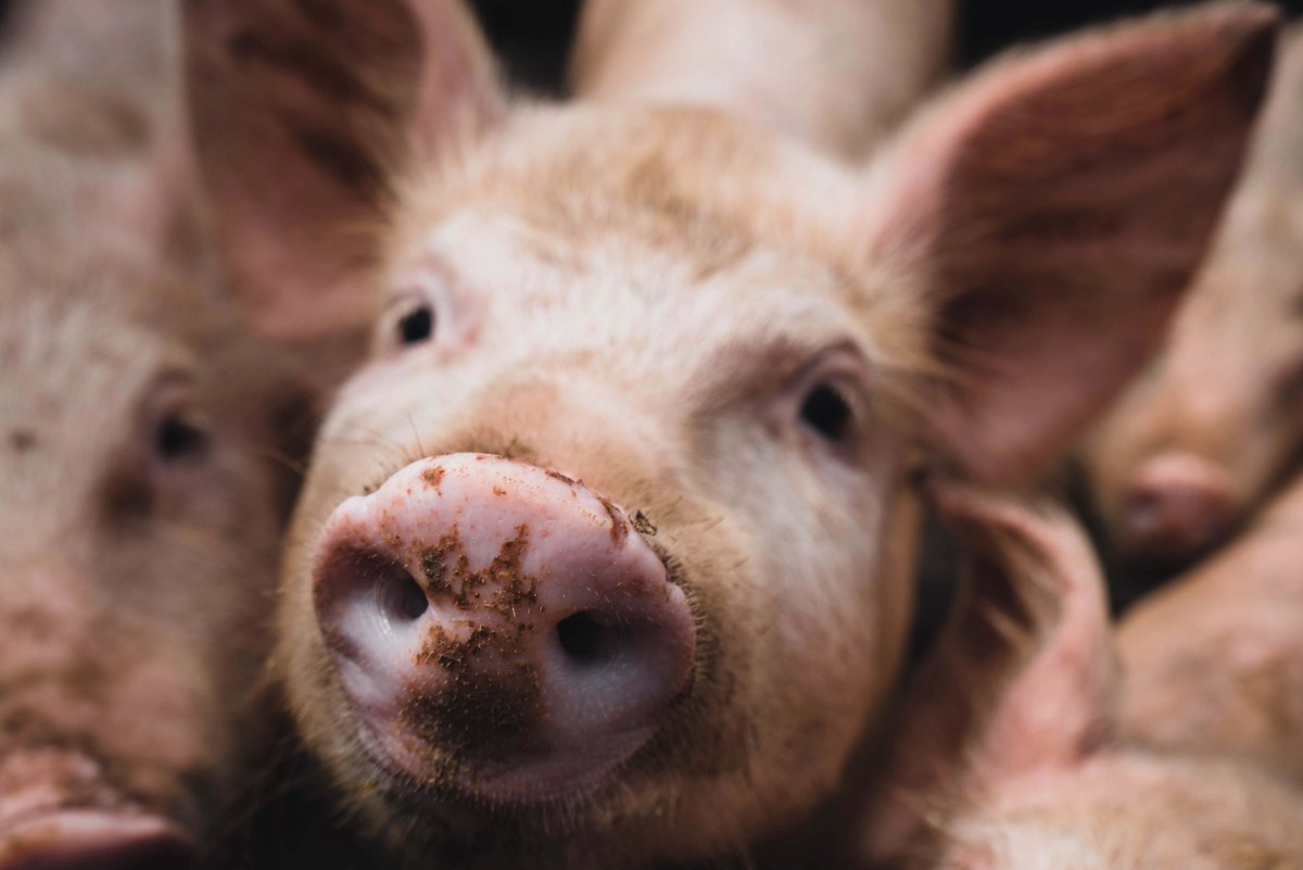 In einem Schweinemastbetrieb im Landkreis Vorpommern-Greifswald ist die Afrikanischen #Schweinepest ausgebrochen. Schwarzwild von #ASP nicht betroffen. go.jagdverband.de/l4zmh