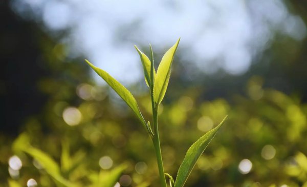 SuplementoCampo's tweet photo. El INTA desarrolló dos variedades de té gourmet https://t.co/ijGiC2zaFB https://t.co/AR9wDMCscV