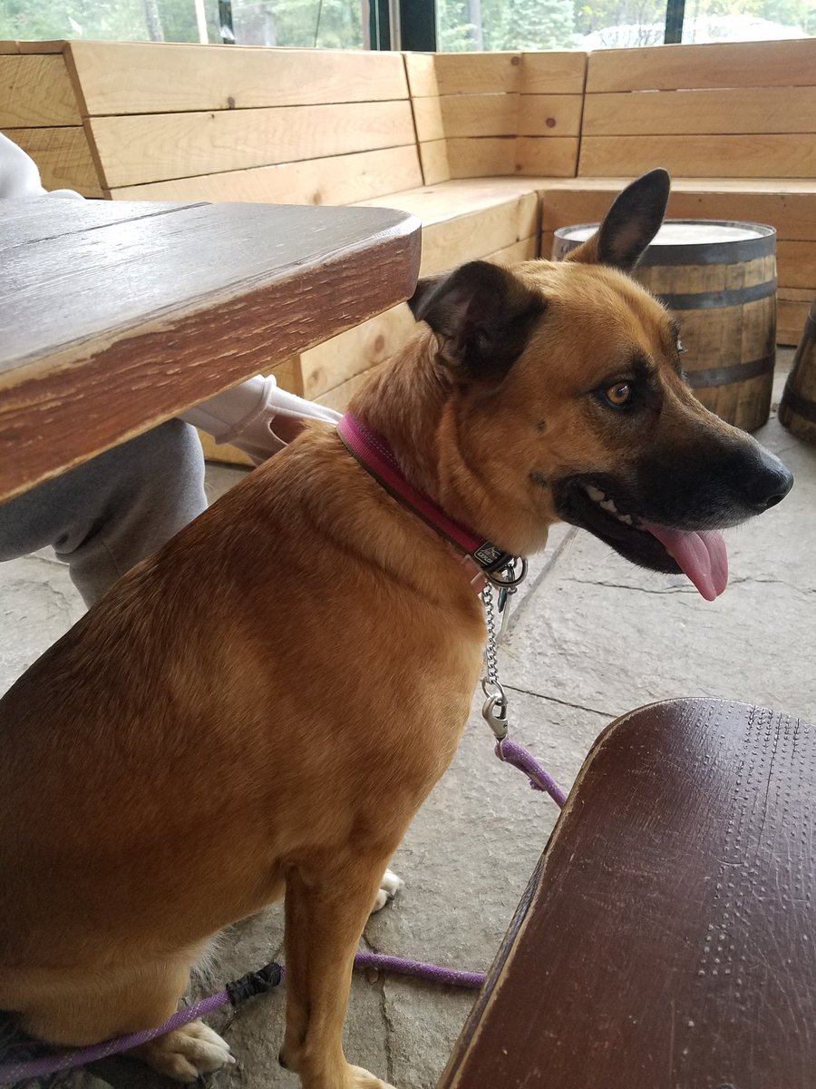 FreyasMuttHut's tweet photo. #ThrowbackThursday to my first visit at Allagash Brewing! We spent my 3rd birfday in Maine that year 🥳🐾 and have been back so many times since den! Lubs! 🍺💜
#ThursdayVibes #DogsOfX #beercation #JuneBirthday https://t.co/RhB8fZ75x8