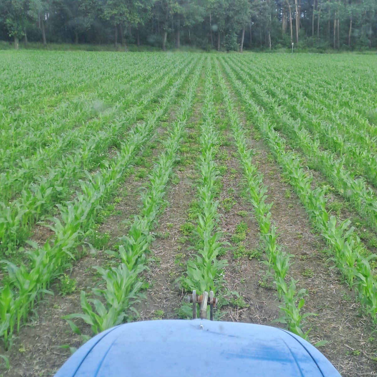 Puckki's tweet image. Herbizid Einsatz in #notill Mais. Sandboden 18 BP. Wer setzt #kantor ein und kann dazu Tipps geben?
#agriculture #glyphosat