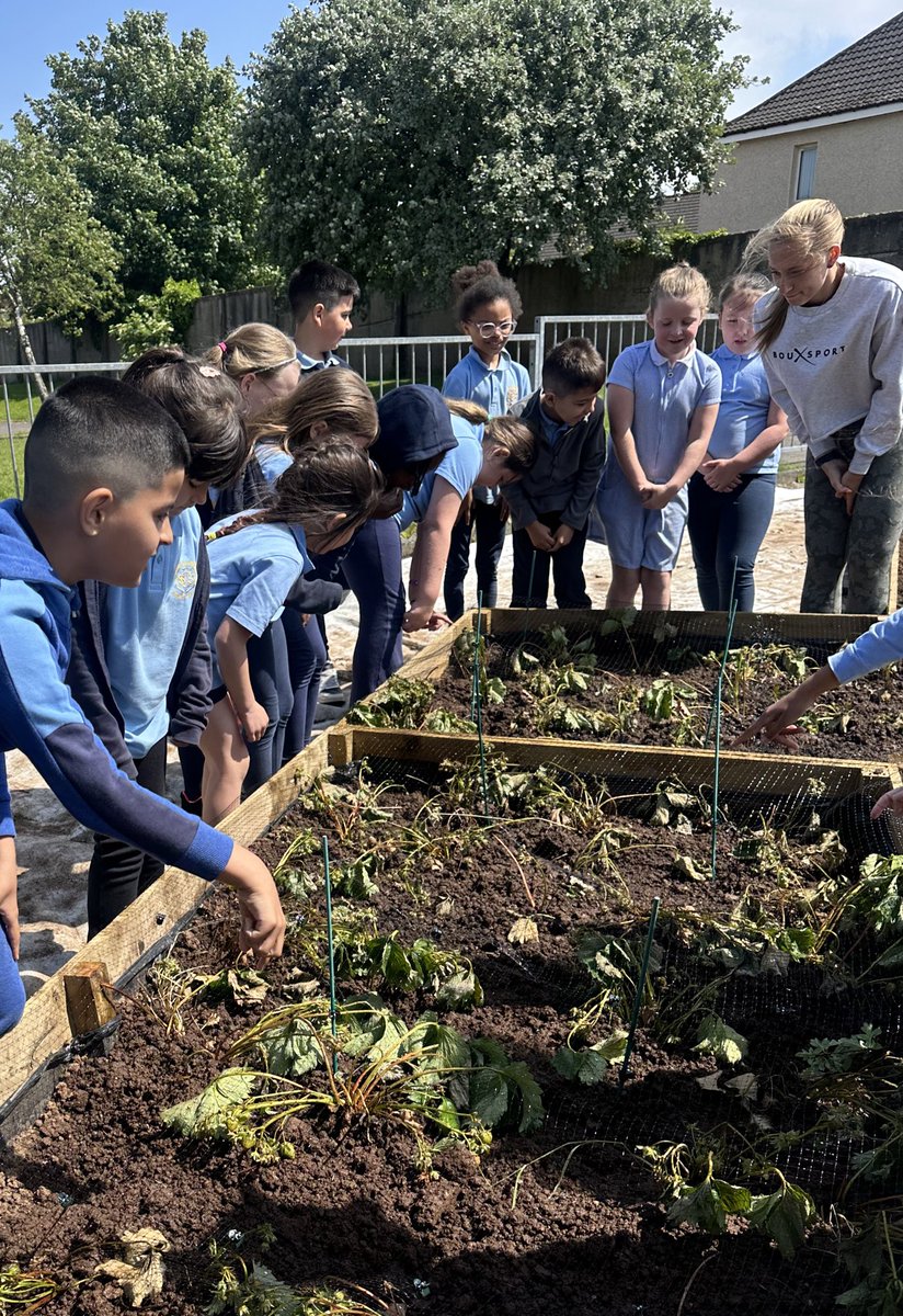 mrssmith_scps's tweet photo. We enjoyed helping out in the garden this week and having a look at the strawberries that are starting to grow 🍓 🌱 @stcatherinespsy @MorganS_HWB https://t.co/pKPMUT7ziL