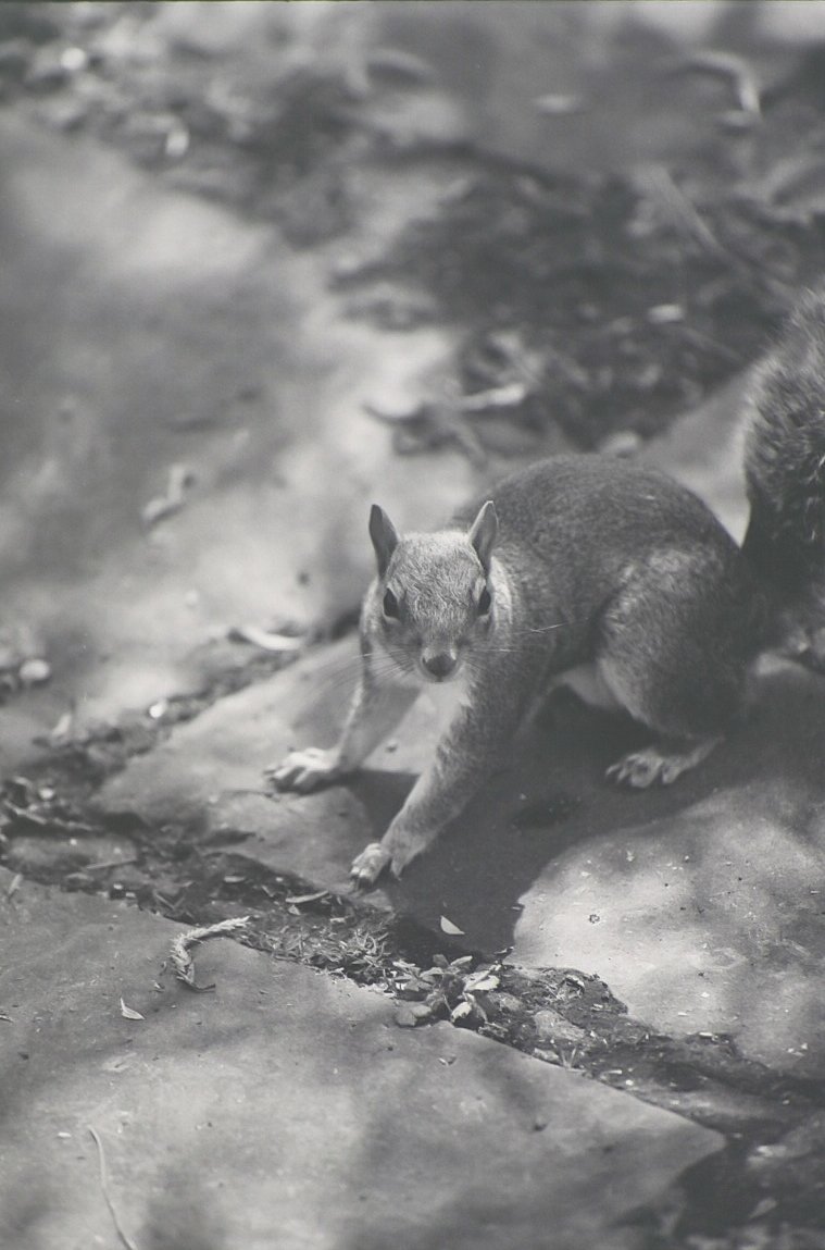 tomperry's tweet photo. @ILFORDPhoto Squirrel in the Tarn
Shot on FP4+ rated at 200, developed in a Bellini monobath.
#ilfordphoto #fridayfavourites #natureonilford https://t.co/0jr69RMJFd