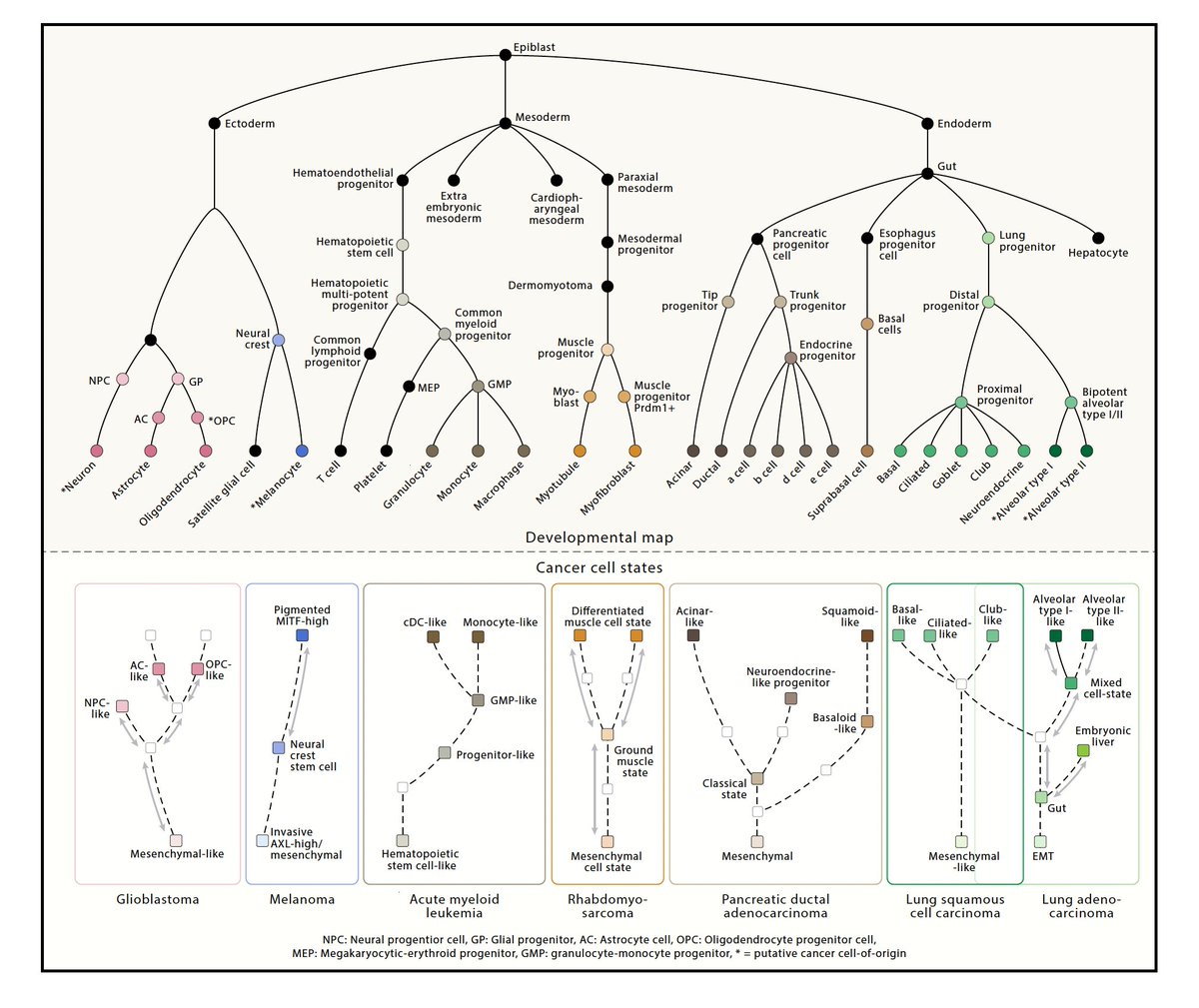 🔥Just published! What are the principles of plasticity in cancer cells? Studying 7 cancer types we propose that developmental constraints restrict transitions to progenitor &amp; differentiated-like states of adjacent lineages.
authors.elsevier.com/a/1jDHoL7PXqQdg
<a href="/CellCellPress/">Cell</a> <a href="/AyushiPatel3994/">Ayushi Patel</a>