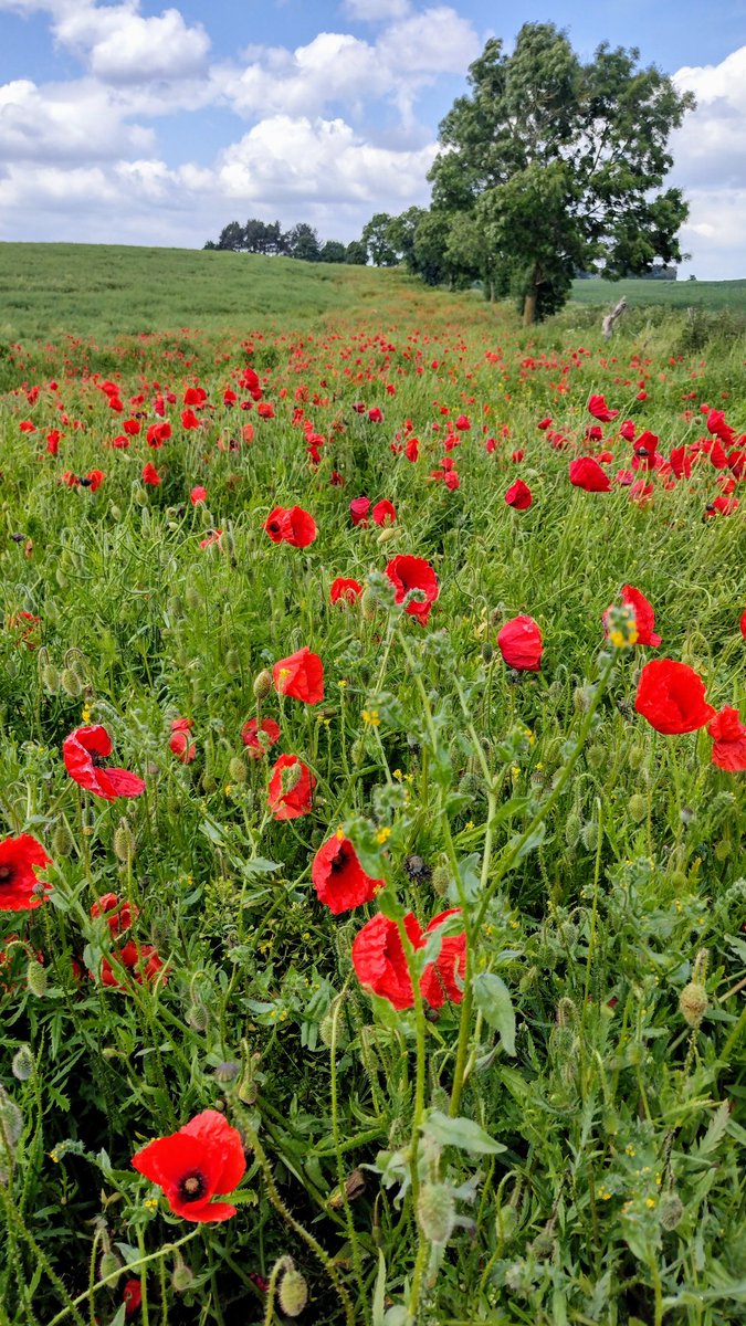 Remembering all those from many nations who gave their lives 80 years ago today to defeat intolerance, racism, ultranationalism and fascism #yorkshire #poppies #dday80 #neveragain