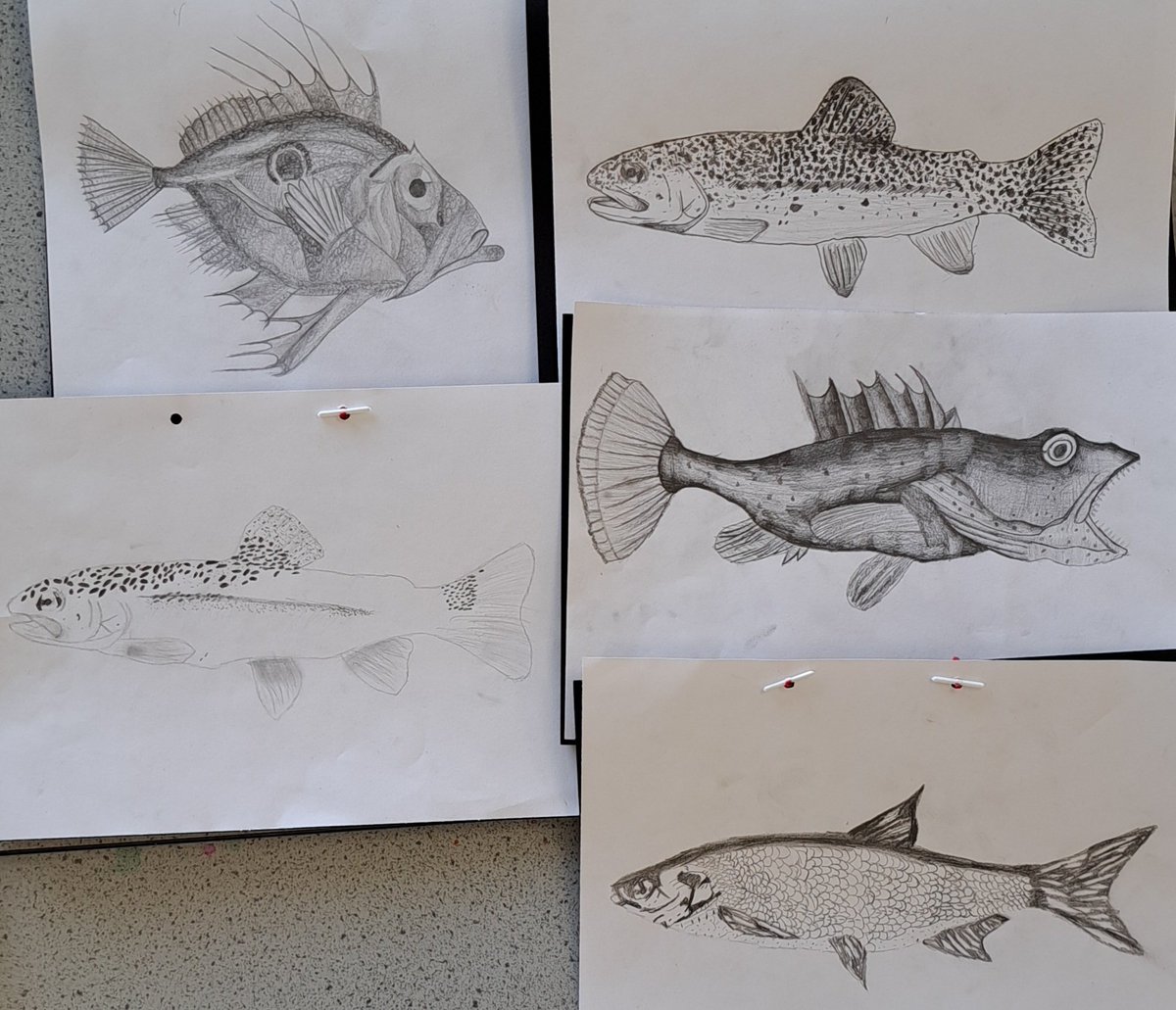 MrsCPaterson's tweet photo. Big shoutout to 2D1 for their fish drawings in class today 🙌  Beautiful attention to detail and a great use of tone and texture too! Pupils peer assessed their work by placing it in order with the strongest at the top. Well done everyone. @LevenmouthAc
#LevAcART https://t.co/uRGmLL9ijH
