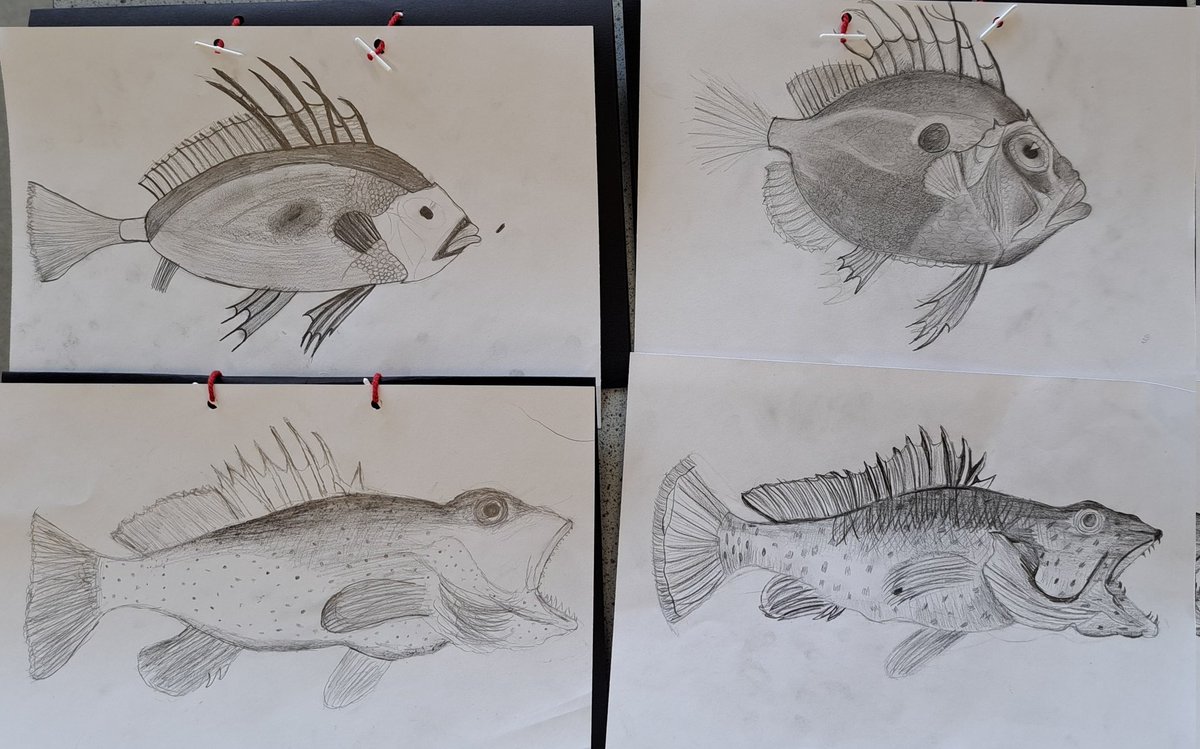 MrsCPaterson's tweet photo. Big shoutout to 2D1 for their fish drawings in class today 🙌  Beautiful attention to detail and a great use of tone and texture too! Pupils peer assessed their work by placing it in order with the strongest at the top. Well done everyone. @LevenmouthAc
#LevAcART https://t.co/uRGmLL9ijH