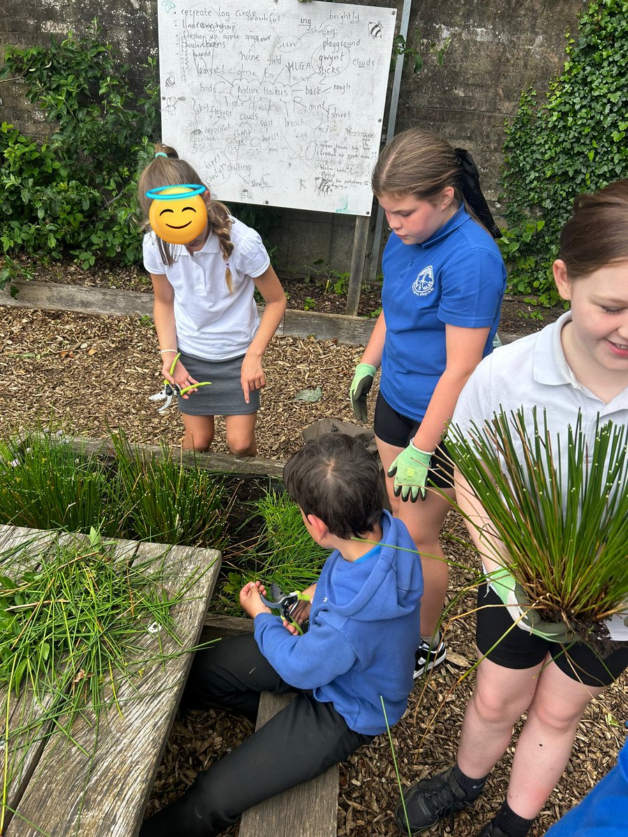 We have been learning the importance of having an edible garden and the different roles the plants have for supporting ecosystems @coedglas
