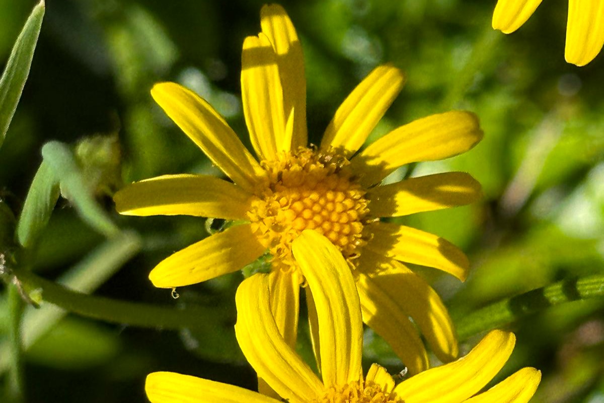 cmcadaval's tweet image. "Por Caminhos de Montejunto..."
"Vamos conhecer as flores da Serra de Montejunto!"
Nome comum: Senecio
Nome científico: Senecio doronicum subsp. lusitanicus Cout:
Ao caminhar por Montejunto nos meses de maio e junho poderá encontrar em floração esta planta. 
#flora #cadaval