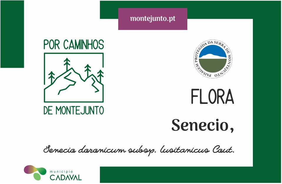 cmcadaval's tweet image. "Por Caminhos de Montejunto..."
"Vamos conhecer as flores da Serra de Montejunto!"
Nome comum: Senecio
Nome científico: Senecio doronicum subsp. lusitanicus Cout:
Ao caminhar por Montejunto nos meses de maio e junho poderá encontrar em floração esta planta. 
#flora #cadaval