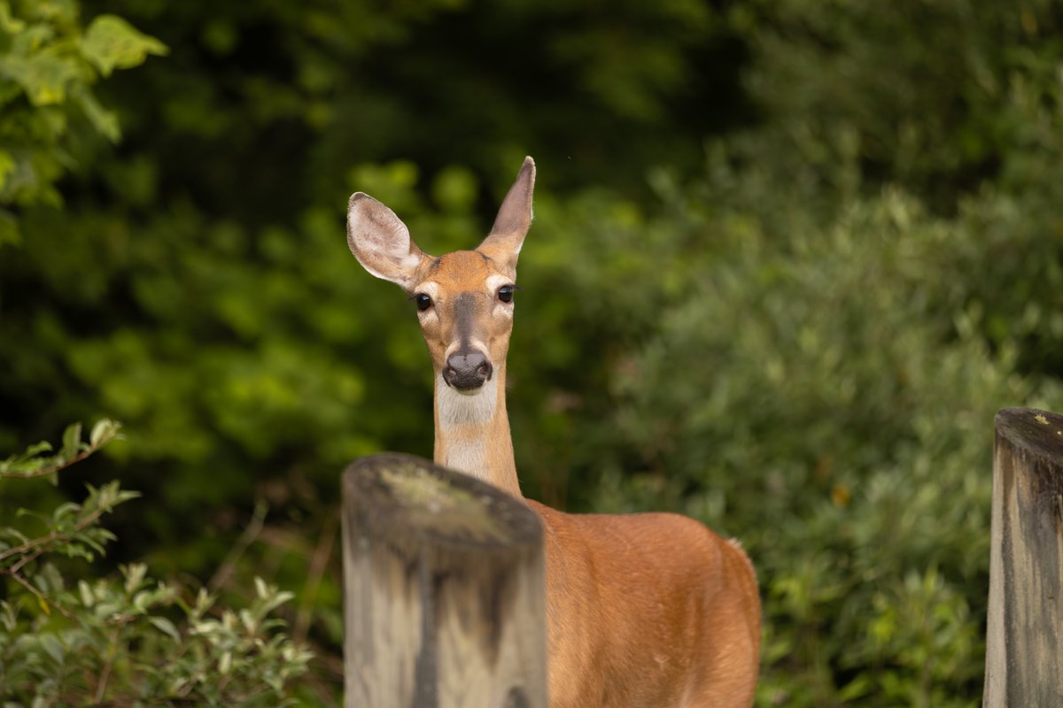 It looks like we have a new member on campus! This little baby deer (fawn), her mom (doe), and another friend (also doe) were just hanging around the practice field and enjoying a snack this morning.

#uvawise #beautifulcampus #deerarecool #benicetothedeer