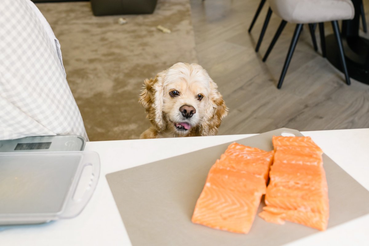 Pointerdogtreat's tweet photo. Happy National Fish and Chips Day! 🐟🍟 Did you know there's a dog-friendly recipe for your furry friends to enjoy alongside you?  Take a sneak peek at our dog-friendly recipe on our blog https://t.co/TmaIyZih3K #DogFriendlyRecipe #NationalFishAndChipsDay https://t.co/bYDJMDiiiT