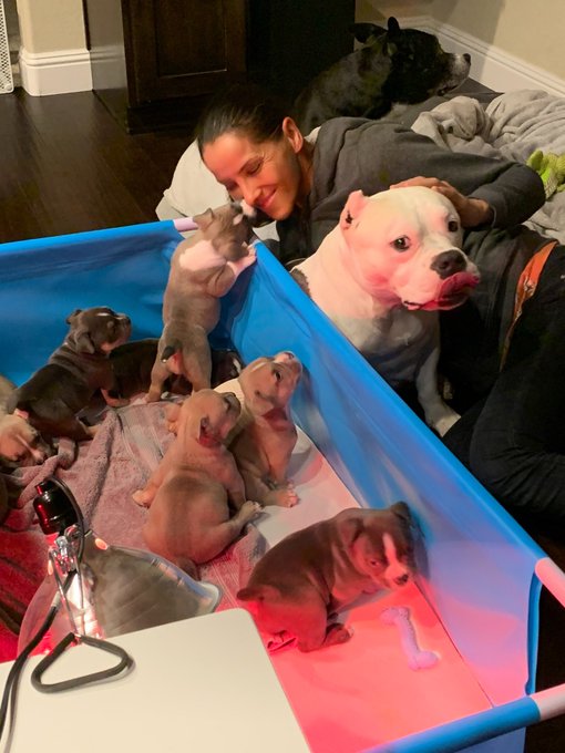 They were so little!  That time I raised 8 #puppies #neveragain 🤣  #throwback #puppylove #americanbullies<a href="/tag/puppies"class="tags">#puppies</a><a href="/tag/neveragain"class="tags"><span>#neveragain</span></a><a href="/tag/socute"class="tags"><span>#socute</span></a><a href="/tag/throwback"class="tags"><span>#throwback</span></a><a href="/tag/puppylove"class="tags"><span>#puppylove</span></a><a href="/tag/dogsofinstagram"class="tags"><span>#dogsofinstagram</span></a>