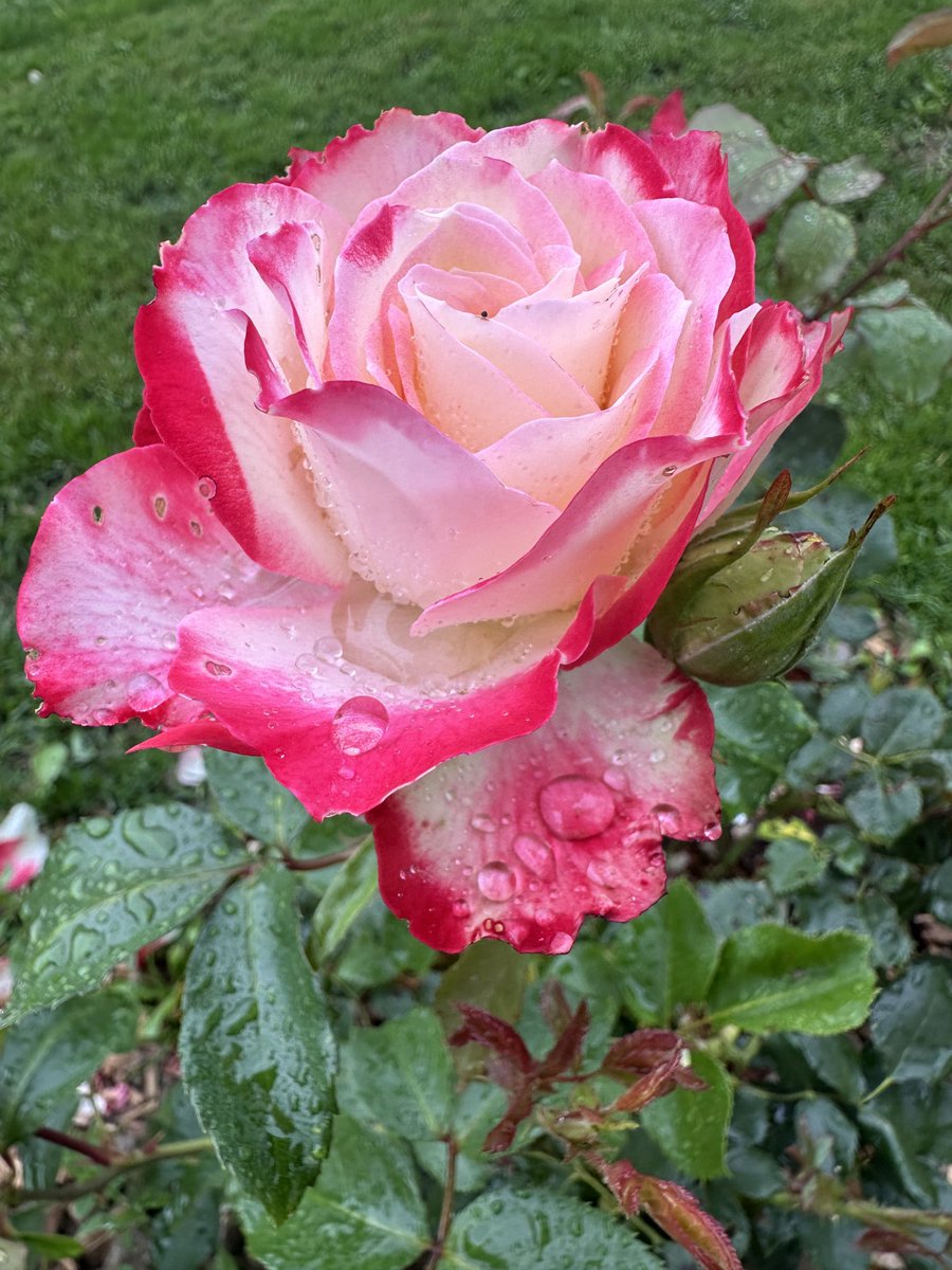 Alves Elisabete (@eaxpereira) on Twitter photo 