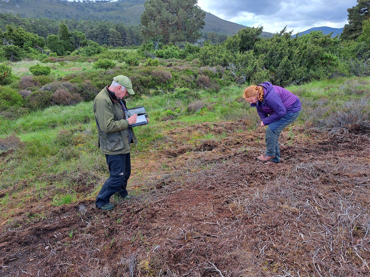 After just two months our flailed sites are already showing signs of increased natural regeneration!🌱😁

Last week an amazing group of local volunteers conducted the first annual survey and spotted tiny pine seedlings, blaeberry, cowberry, and cow wheat!🌲🌳

#speycatchment