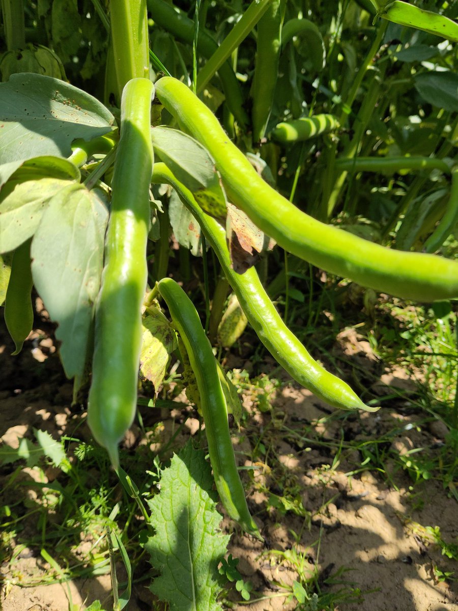 Sarah Green Organics tweet media