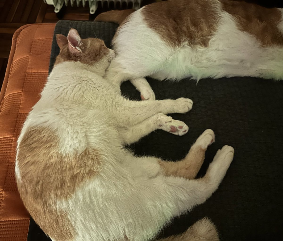 똔..ㄷ똔..똔카인 똔ㄸ