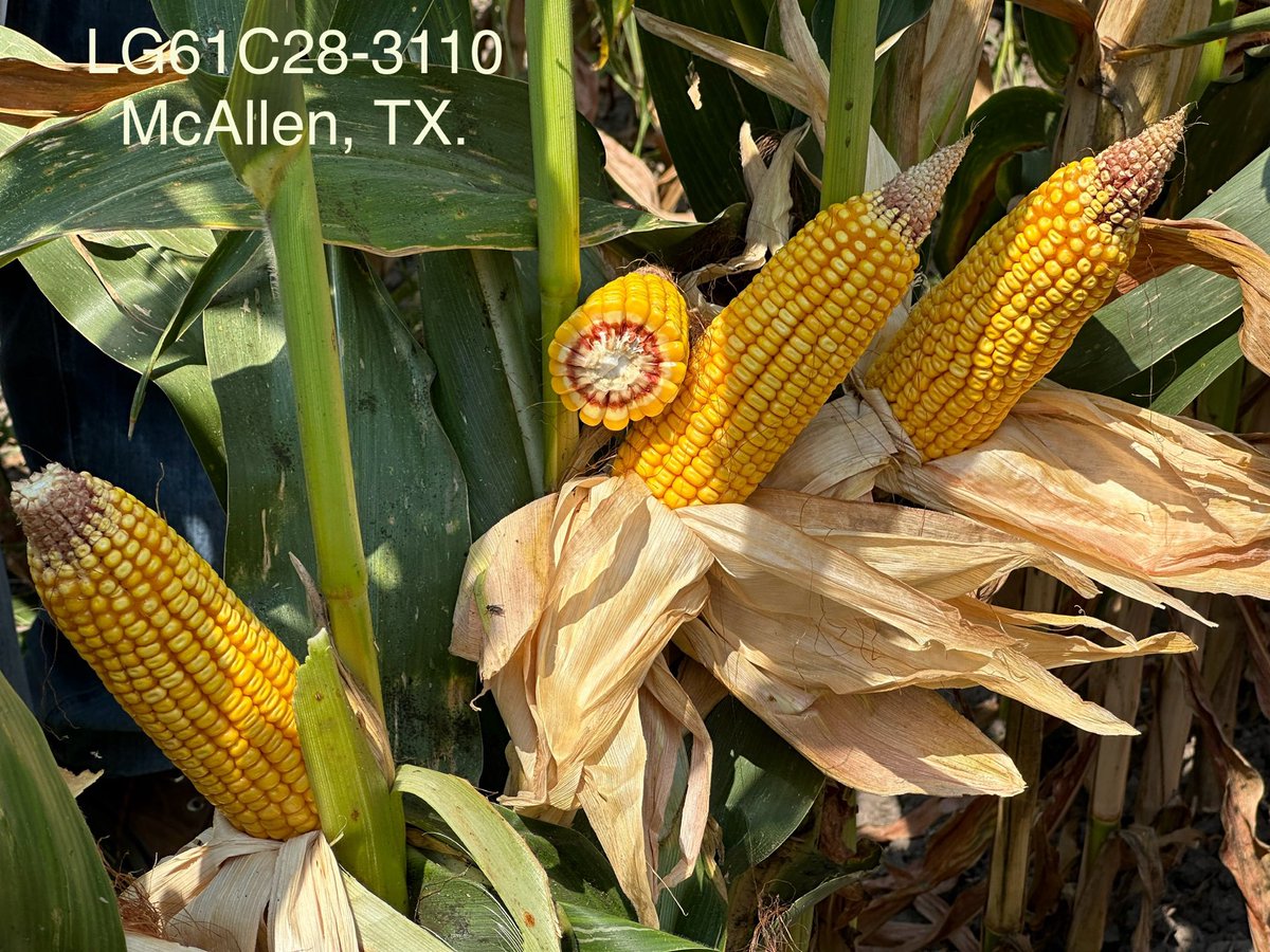 It was H…O…T…. HOT yesterday. Heat index up around 115. Still a good day to look at products from Corpus down into the Rio Grand Valley. Impressed with what I saw in our New 111 day hybrid and its southern movement. ⁦<a href="/LGSeeds/">LG Seeds</a>⁩ #grow2024