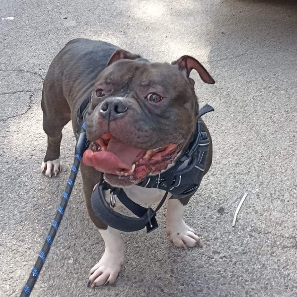 life4pitbulls's tweet photo. TARVOS
Este encantador bully de 3 años busca una familia a su medida.  Es un gordito sociable con otros perros y podría convivir con gatos.
Ha tenido casa durante un tiempo, pero han decidido que ya no es para él por falta de espacio.
¿Interesad@ en adoptar a Tarvos? DM📩 https://t.co/lQQpxCqBvC