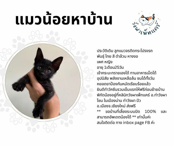 CatsterClub's tweet photo. 🏡หาบ้านให้น้องแมว🏡
น้องอึ่งไข่ แมวจร สีดำ 
น้องจะฉีดวัคซีนรวมเข็มแรก + ถ่ายพยาธิให้ก่อนค่ะ
พิกัด : จ.น่าน
ติดต่อ : เบอร์คลินิค 0962616164
เบอร์ส่วนตัว หมอหลินหลิน 0924696591 https://t.co/o5t7BrHpAn