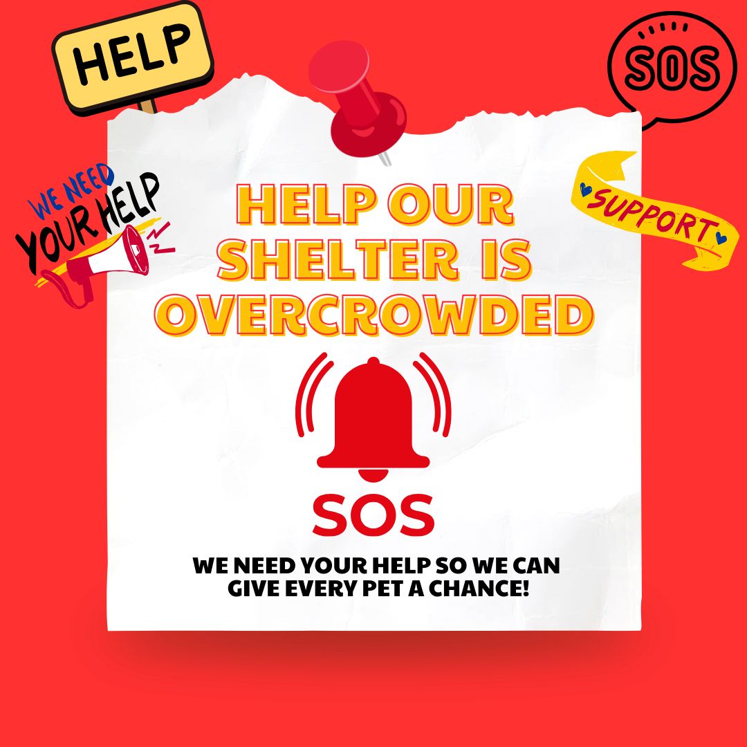 **WE NEED YOUR HELP! WE ARE AT MAX CAPACITY!**
We are completely full—kennels and offices are occupied. Every available space now houses a large dog. If you can Foster or Adopt we need you!
