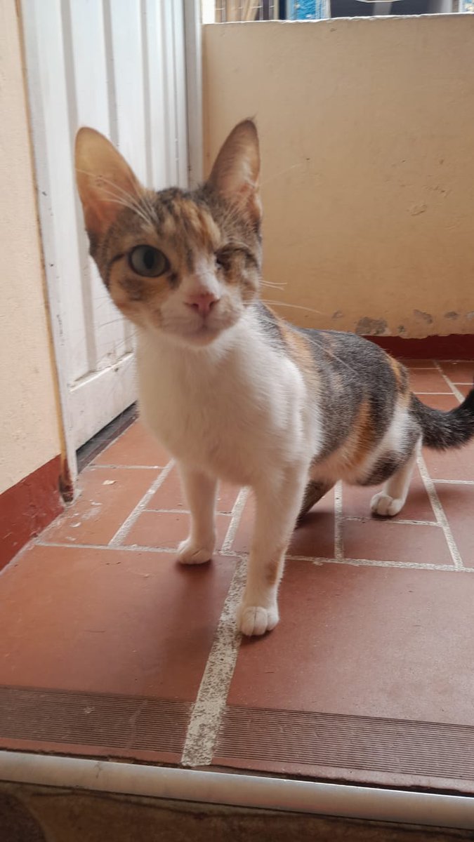 #Bogota Keyla rescatada de la calle tiene una discapacidad soy muy joven busco un lindo hogar 313-888-4704 @Osli2024 <a href="/AdrianaPabonM/">💙😺Adriana Pabon💙🐶</a> @MilitoIce <a href="/AragonMarcy/">Marcy Aragon 🐈</a> <a href="/margaritavela/">Margarita Vela 🌳🍀🌽🌼</a> <a href="/akalapatriciam/">Erika Patricia</a> <a href="/andreanimalidad/">Andrea Padilla |Senado Alianza Verde🌻#️⃣1️⃣4️⃣</a> <a href="/AnaCupita/">Amor gatuno</a> <a href="/BeatrzCardona/">Beatriz Henao</a> <a href="/labrujavolando/">la bruja sin alma sigue volando</a> <a href="/Claudia99719008/">Lumalee</a>