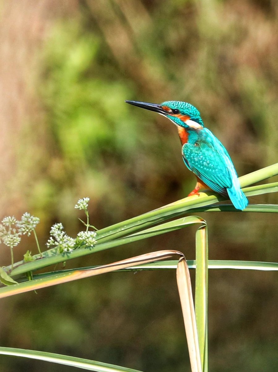 DG9322168759's tweet photo. Common Kingfisher (Alcedo atthis), also known as the Eurasian kingfisher
#contact_for_safaris #big5safarisz
#little_brown_job
#Walk_with_Me
#planetearth #TheMysteriousWorld #hiddenindia
#greenplanet
#wildasia
#Follow_Me
#naturelover
#roadtrips
#ourplanetearth
#tribals https://t.co/2xTDjxLscz