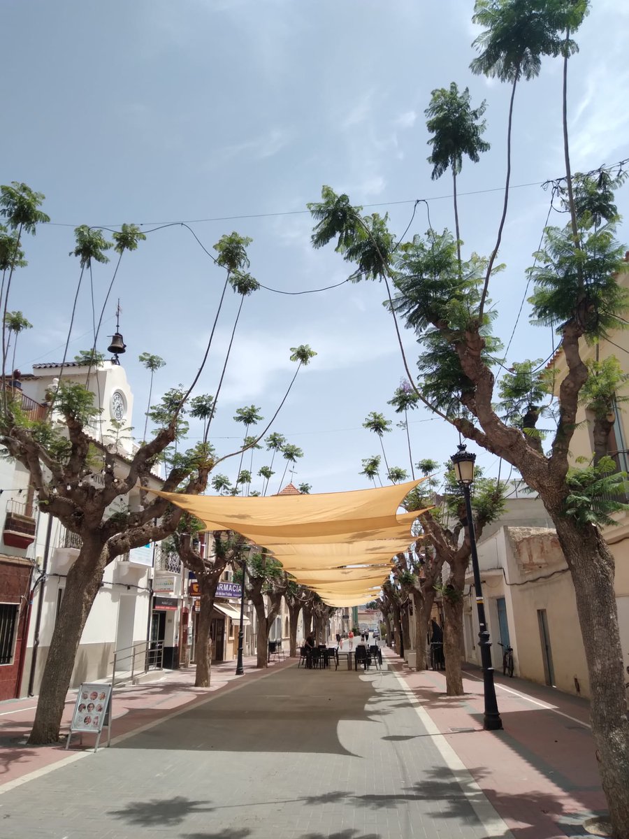 Esta foto es de Hondón de los Frailes (ALICANTE) es una pena que no tenga cuenta en esta red social porque no puedo mencionarlo. #arbolincultura y cómo hacen falta sombras atan un toldo a los troncos de los árboles. Que caiga el meteorito YA ☄️ <a href="/AMJAandalucia/">AMJA</a> <a href="/aearboricultura/">AEArboricultura</a>