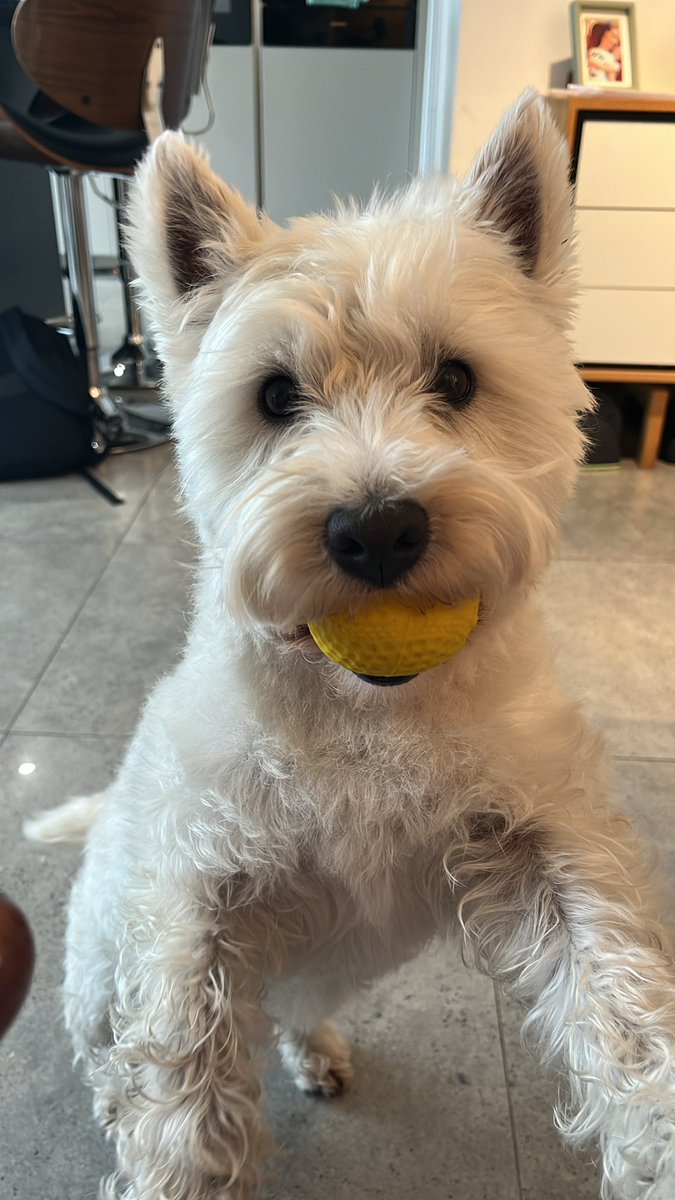 SPowellwhite's tweet photo. @scottygb Bear says 👋 and hope your day is getting better (this was taken pre rolling in massive fox poo 5mins later 🤮) https://t.co/SMxaMyxMKK