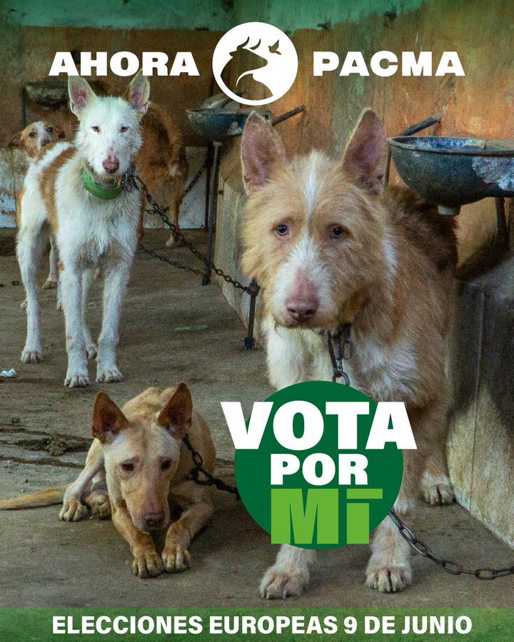 MhefisT's tweet photo. Este #9J yo votaré a @PartidoPacma por los PERROS de CAZA, dejados de lado por todos los demás partidos. A ninguno les ha importado su SUFRIMIENTO, sus VIDAS de MISERIA, por ellos #VotaPacma, porque solo les queda PACMA https://t.co/PzqI6gfWgp