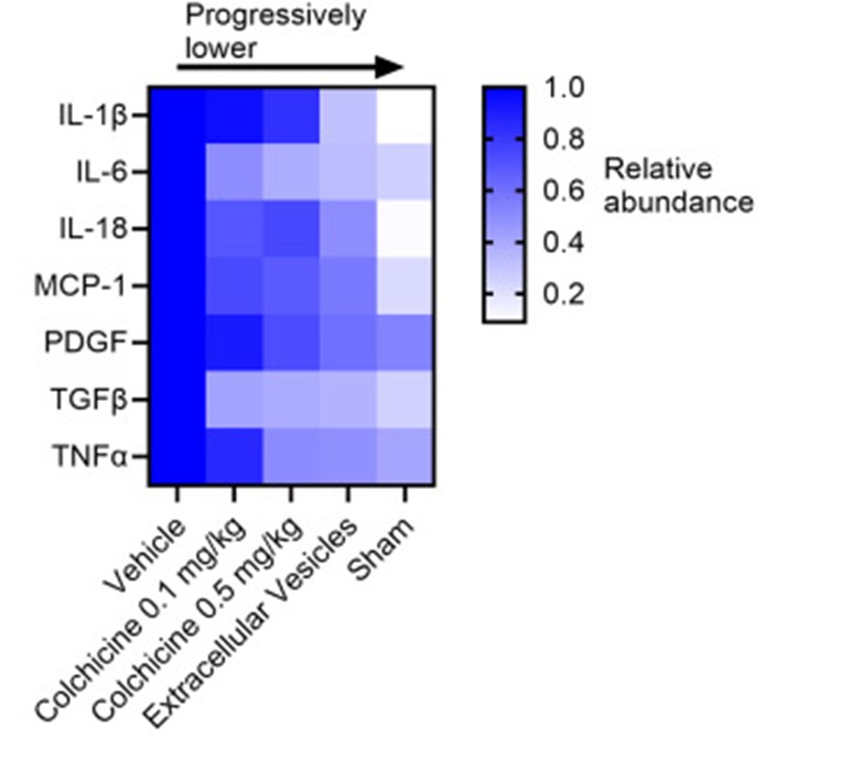 davis_ctrl's tweet image. Exciting findings! 🌟 Although the anti-inflammatory colchicine partially reduces cytokines linked to atrial fibrillation, only extracellular vesicles decrease all implicated cytokines. 🔗 doi:10.1016/j.jacep.2024.02.019 #Cardiology #ExtracellularVesicles #AtrialFibrillation