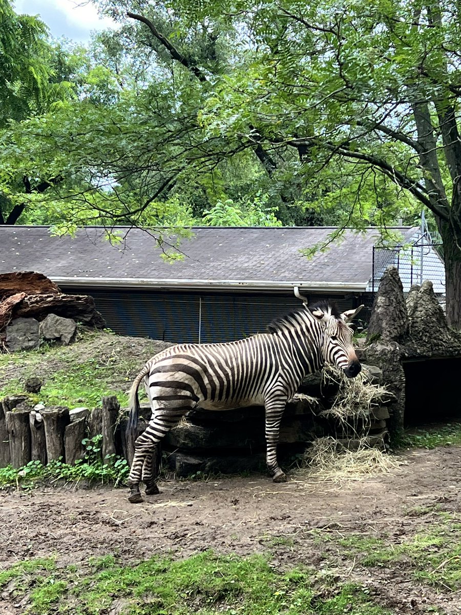 I’m convinced this zebra posed for me y’all
