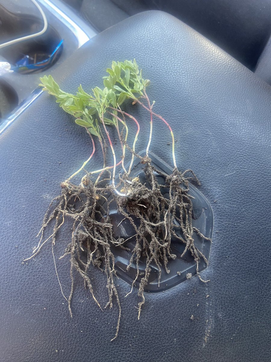 arrowhead_soil's tweet photo. Lentils well on there way.   #arrowmax #microbes https://t.co/X7r59CwtnK