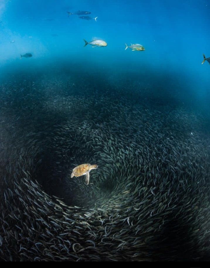 If you love this photo say yes