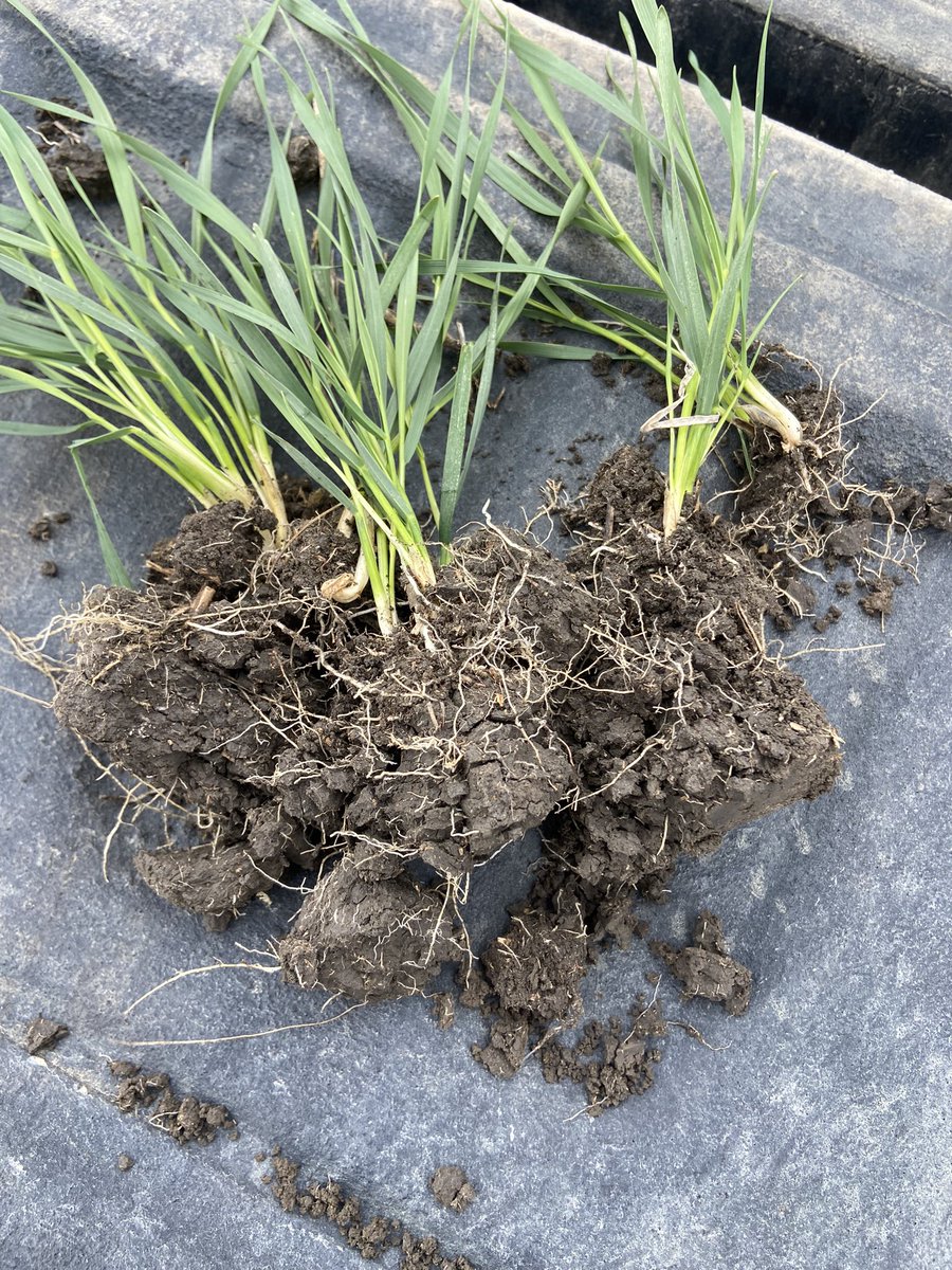 arrowhead_soil's tweet image. Durum roots everywhere.   #arrowmax #microbes #spoonfeed