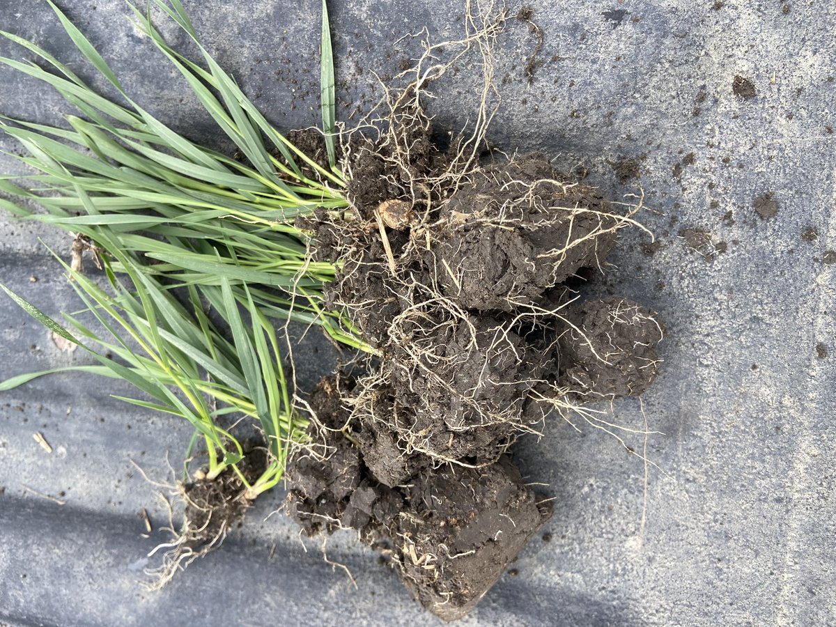 arrowhead_soil's tweet image. Durum roots everywhere.   #arrowmax #microbes #spoonfeed