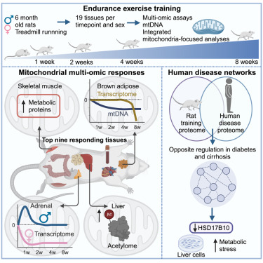The mitochondrial multi-omic response to exercise training across rat tissues dlvr.it/T7wXkq