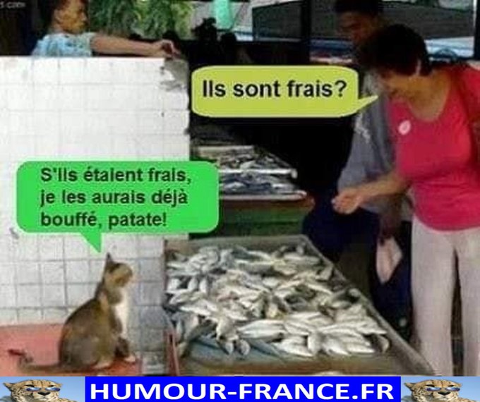 text alternatif