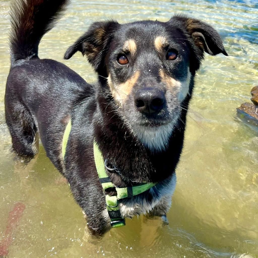 TEARS Animal Rescue tweet media
