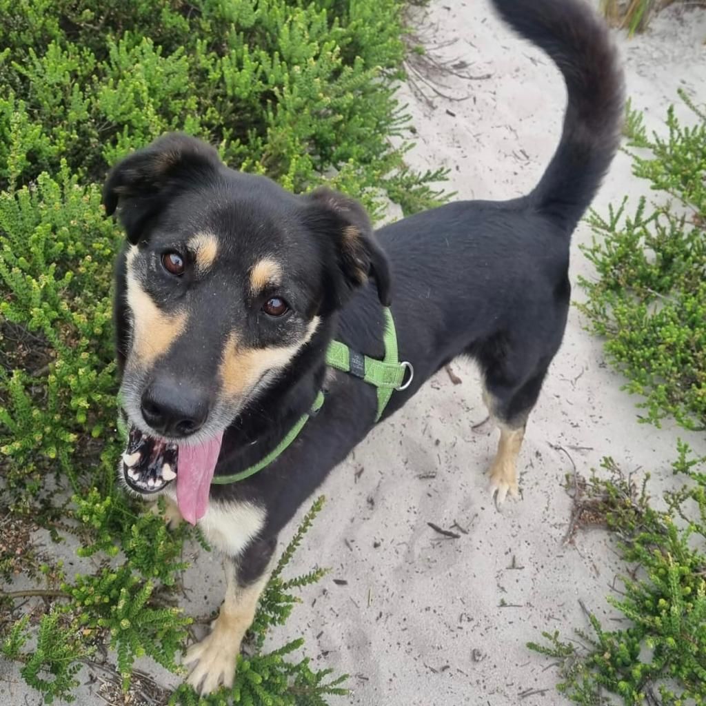 Meet Kenny, a Shepherd-Dobermann-Africanis mix with a large, slender frame and a silky black and tan coat. Kenny’s history is a mystery. He wandered up to someone’s house one day, and as they couldn’t keep him, he found his way to TEARS.

To adopt Kenny: tears.org.za/dogs/?mgi_21=7…