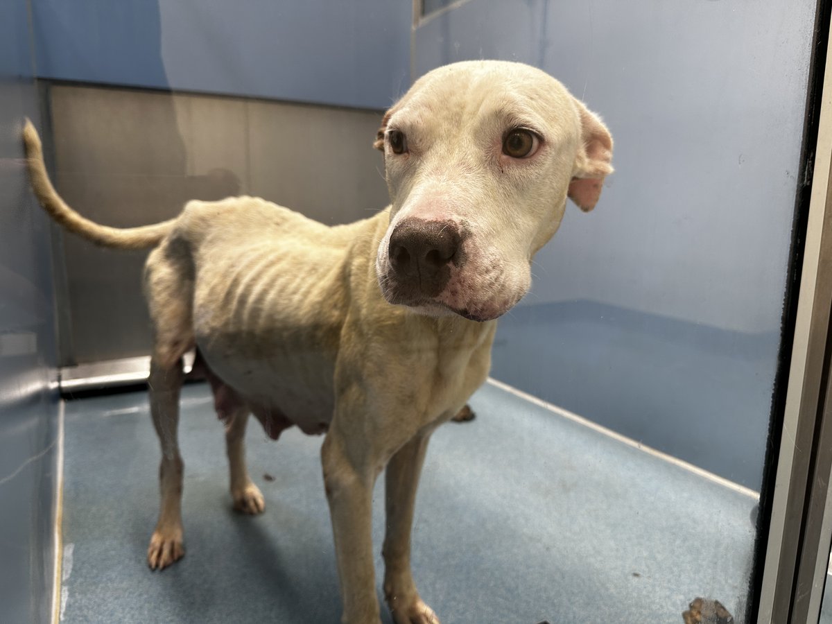 Our nursing mommas who are underweight could use some help! ❤️ Click to donate: cuddly.com/donate/4936324… 

#rgv #rgv956 #riograndevalley #edinburg #animalshelter #dogsinneed