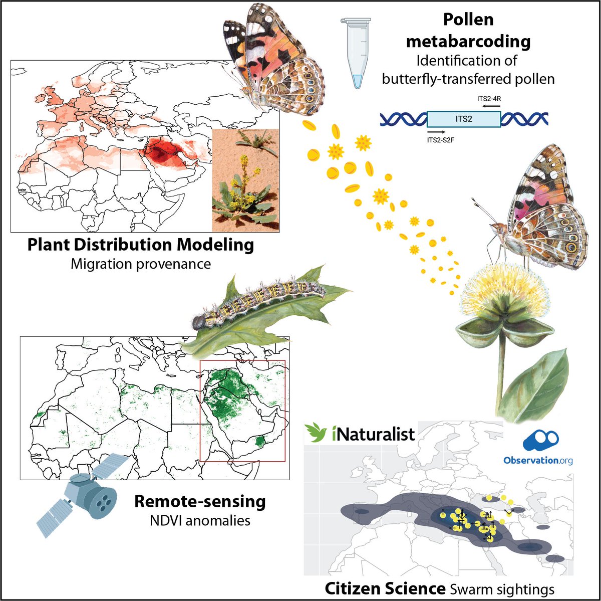 Institut Botànic de Barcelona (@ibb_botanic) on Twitter photo Excessive vegetation in #Arabia triggered massive butterfly migrations across Europe and Africa in 2019 🦋🌿🌍
It has been revealed by the DNA of pollen #VanessaCardui butterflies were carrying, in a study led by IBB researcher <a href="/GerardTalavera/">Gerard Talavera</a>
sciencedirect.com/science/articl… Excessive vegetation in #Arabia triggered massive butterfly migrations across Europe and Africa in 2019 🦋🌿🌍
It has been revealed by the DNA of pollen #VanessaCardui butterflies were carrying, in a study led by IBB researcher <a href="/GerardTalavera/">Gerard Talavera</a>
sciencedirect.com/science/articl…