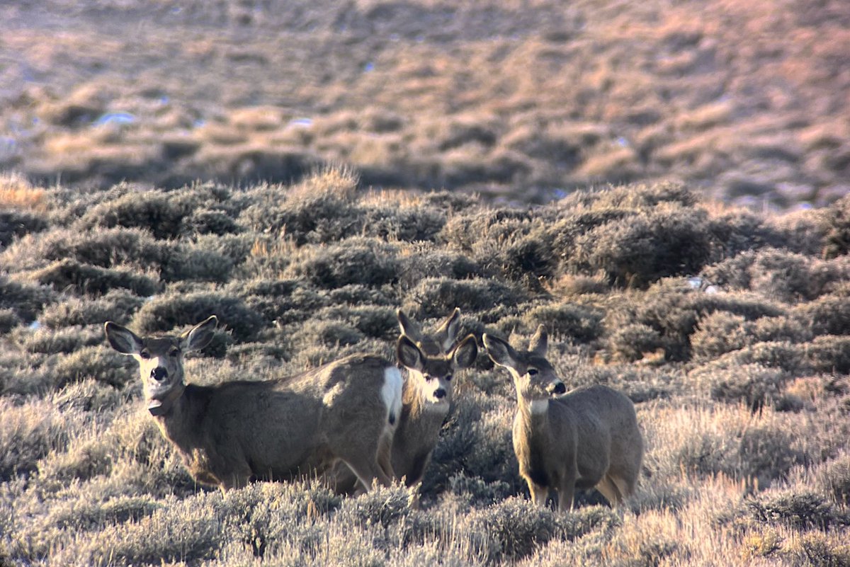 Wyoming Migration Initiative tweet media