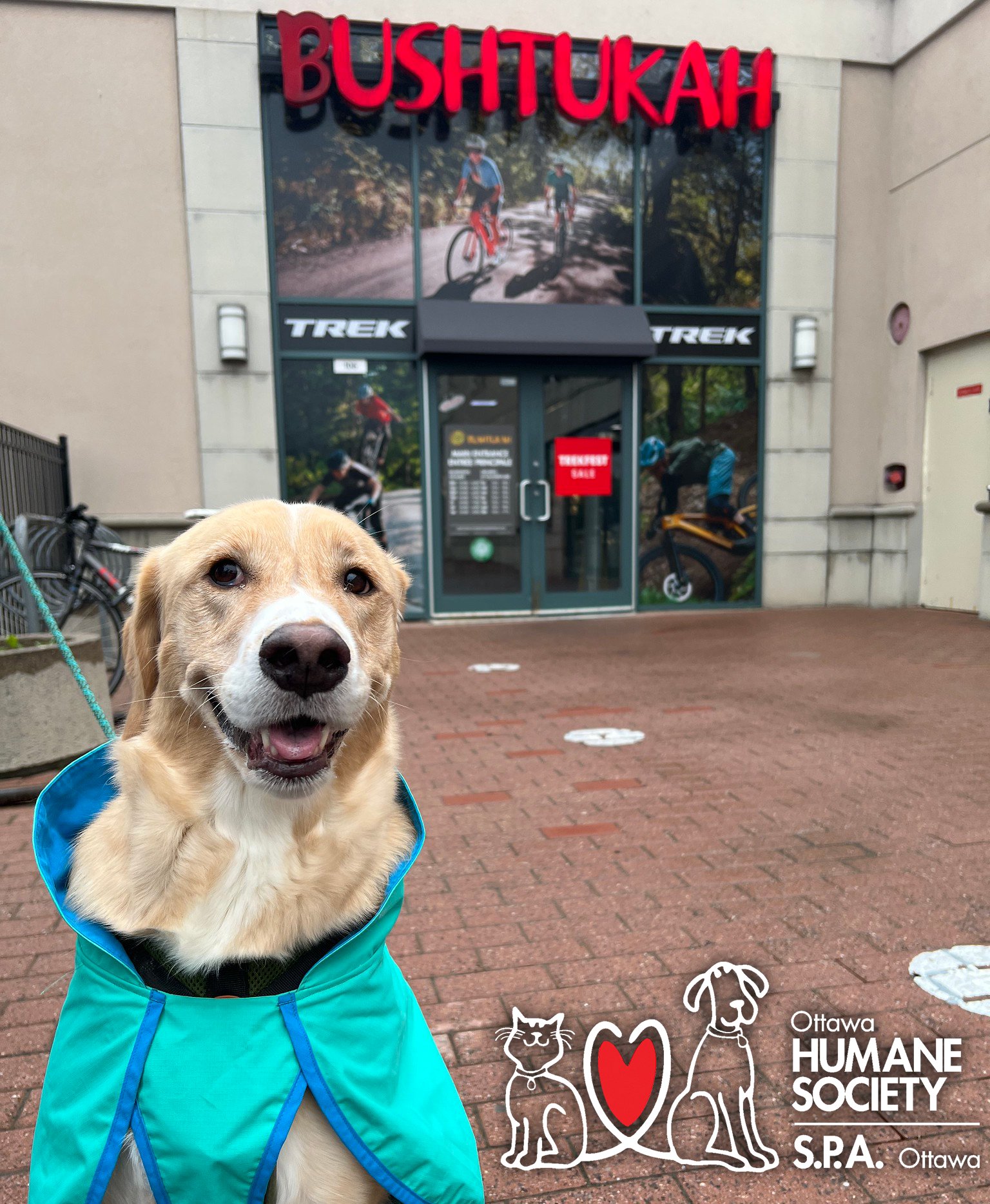 Ottawa Humane Society on X A big warm welcome to the newest addition to our Dog Friendly Business Program Bushtukah Check out any Ottawa Bushtukah location with your dog to browse a wide