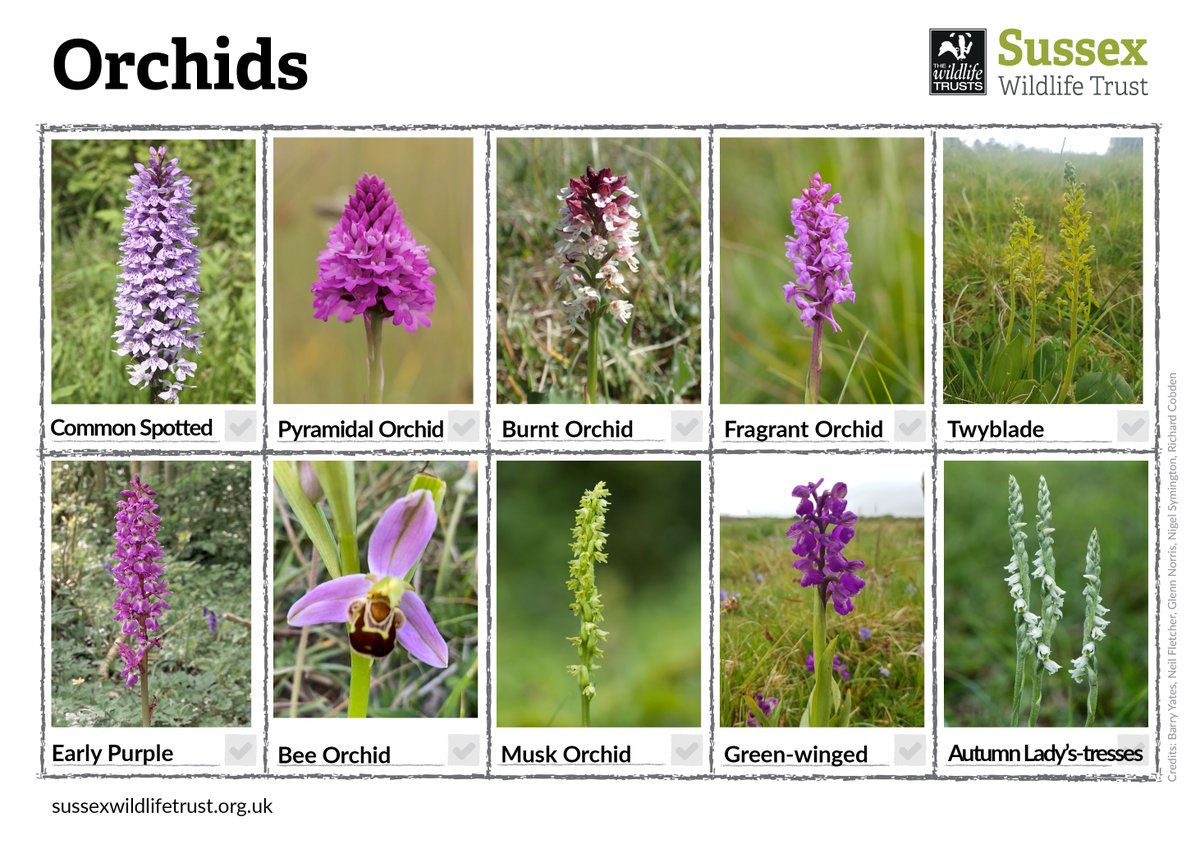 We are coming up to peak orchid season in Sussex. Here's our handy guide to some of the most commonly seen orchids. sussexwildlifetrust.org.uk/news/orchids-o… #30DaysWild