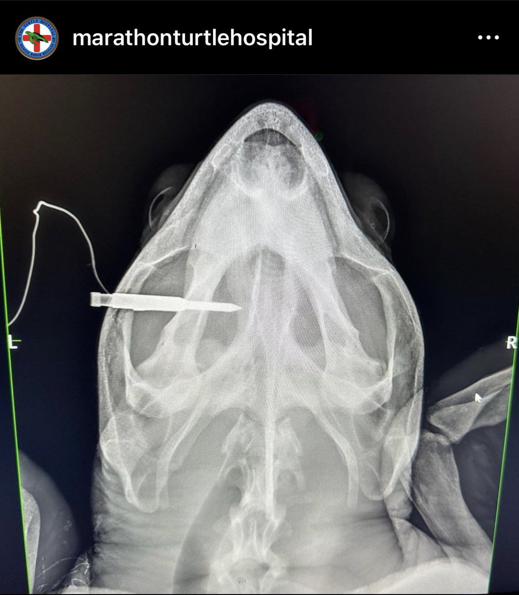 Unpop_Science's tweet photo. Aubie the loggerhead turtle was speared in the head last year in Florida. He fought for 3 days, but didn’t make it.

Spearfishing has this green reputation, but I’ll never understand how you could swim with sea creatures, receive their trust, then shoot them and watch them die. https://t.co/rjktHIdyDf