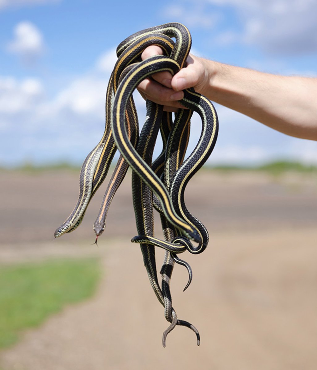 Aliens in Residence tweet media